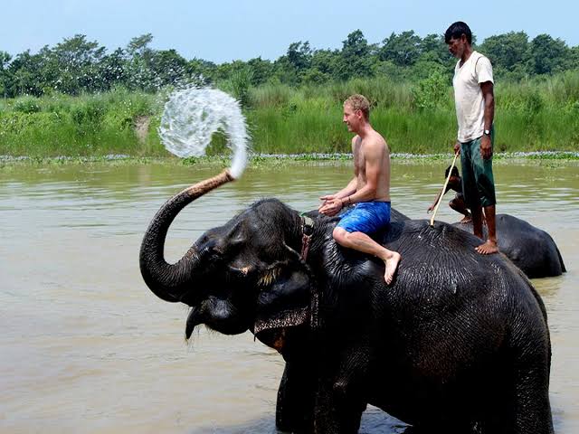 One-horned rhinoceros in Chitwan National Park, Nepal